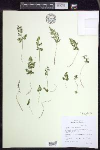 Cryptogramma stelleri image