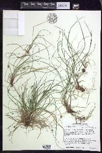 Carex albicans var. emmonsii image