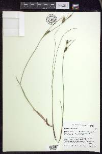 Carex lasiocarpa image