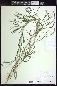 Muhlenbergia frondosa image