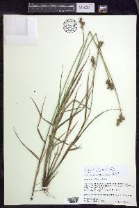 Carex cumulata image