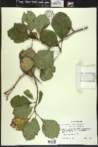 Crataegus succulenta image