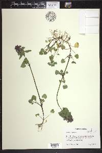 Lamium purpureum image