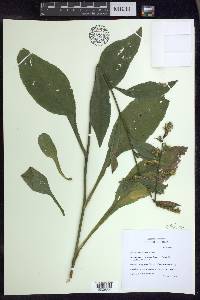 Solidago patula image