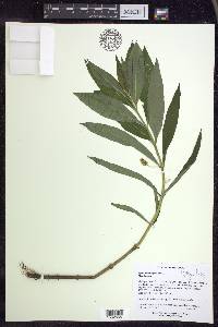 Lysimachia thyrsiflora image