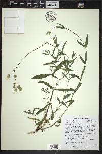 Silene vulgaris image