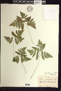 Gymnocarpium dryopteris image