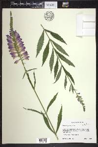 Physostegia virginiana image