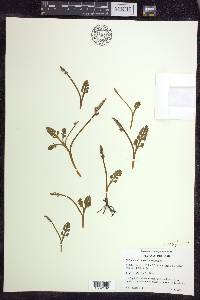 Botrychium simplex image