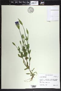 Gentianopsis crinita image