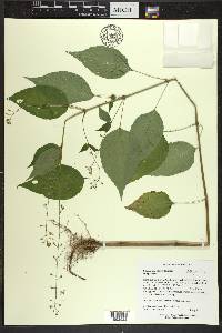 Circaea canadensis image