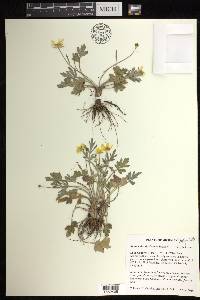 Ranunculus fascicularis image