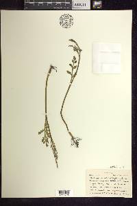 Botrychium matricariifolium image