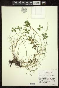 Marsilea quadrifolia image