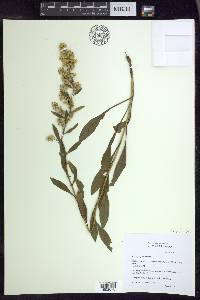 Solidago speciosa image