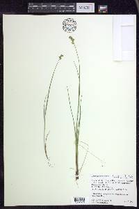 Carex echinata image