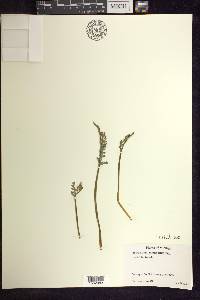 Botrychium matricariifolium image