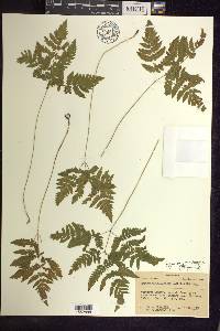 Gymnocarpium dryopteris image