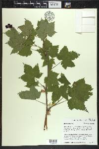 Rubus odoratus image