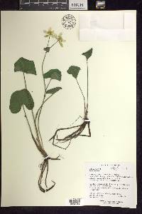 Caltha palustris image