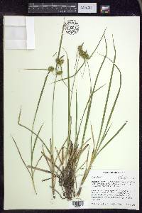 Carex flava image