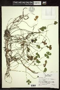 Marsilea quadrifolia image