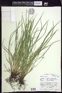 Carex jamesii image