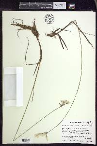 Eriophorum gracile image