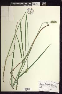 Carex cristatella image