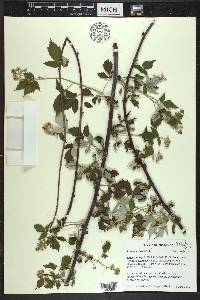 Rubus occidentalis image