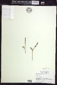 Botrychium pallidum image