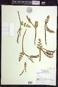 Botrychium matricariifolium image