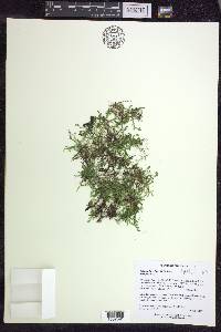 Selaginella eclipes image