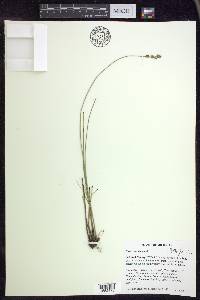 Carex sterilis image