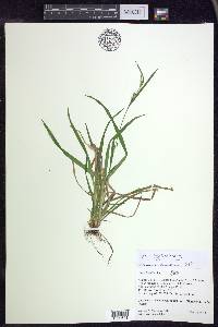 Carex leptonervia image