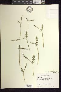 Botrychium matricariifolium image