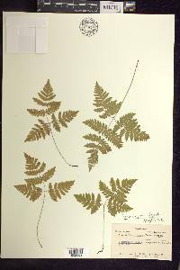 Gymnocarpium dryopteris image