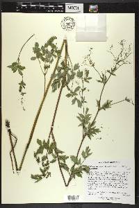 Thalictrum dasycarpum image