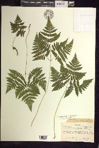 Gymnocarpium dryopteris image