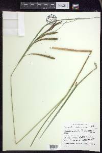 Carex aquatilis var. substricta image