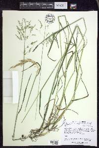 Poa trivialis image