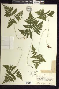 Gymnocarpium dryopteris image