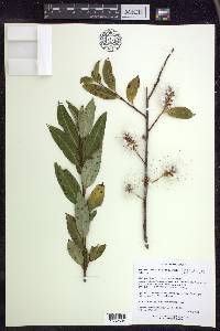 Salix serissima image