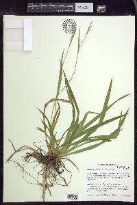 Carex leptonervia image