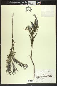 Andromeda polifolia var. latifolia image