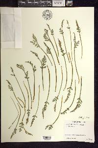 Botrychium matricariifolium image