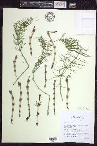 Equisetum pratense image