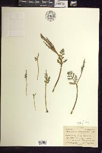 Botrychium matricariifolium image