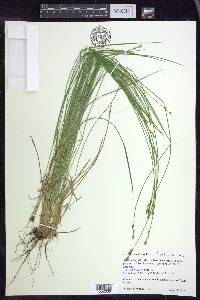 Carex bromoides image