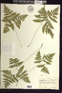 Gymnocarpium dryopteris image